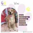 Vini