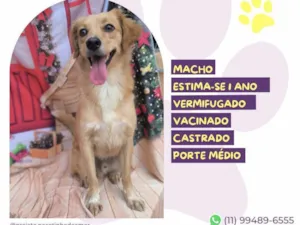 Cachorro raça SRD-ViraLata idade 1 ano nome Vini