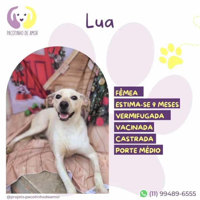 Cachorro ra a SRD-ViraLata idade 7 a 11 meses nome Lua