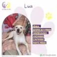 Lua