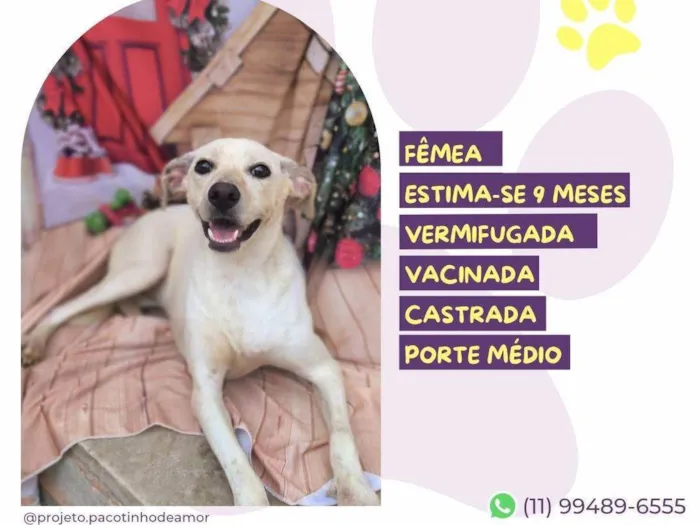 Cachorro ra a SRD-ViraLata idade 7 a 11 meses nome Lua