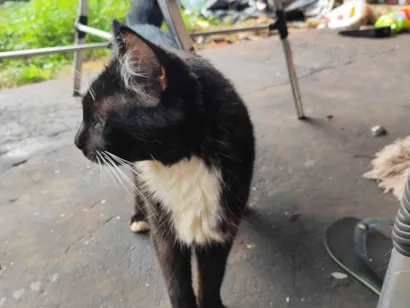Gato raça SRD-ViraLata idade 2 anos nome Neguinha 