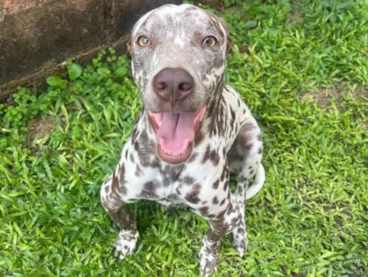 Cachorro raça Dálmata idade 3 anos nome Suzi