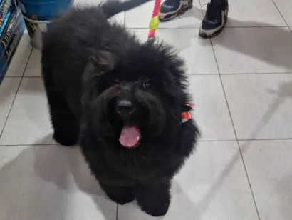 Cachorro raça SRD-ViraLata idade 2 a 6 meses nome Charlie