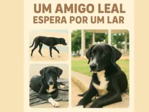 Cachorro raça SRD-ViraLata idade 2 a 6 meses nome Scoob