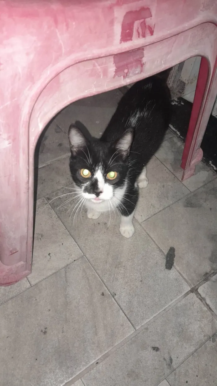 Gato ra a SRD-ViraLata idade 7 a 11 meses nome Kiara