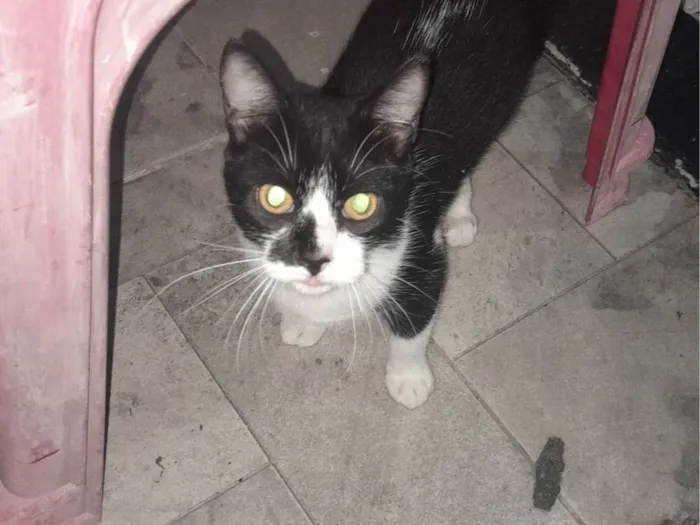 Gato ra a SRD-ViraLata idade 7 a 11 meses nome Kiara