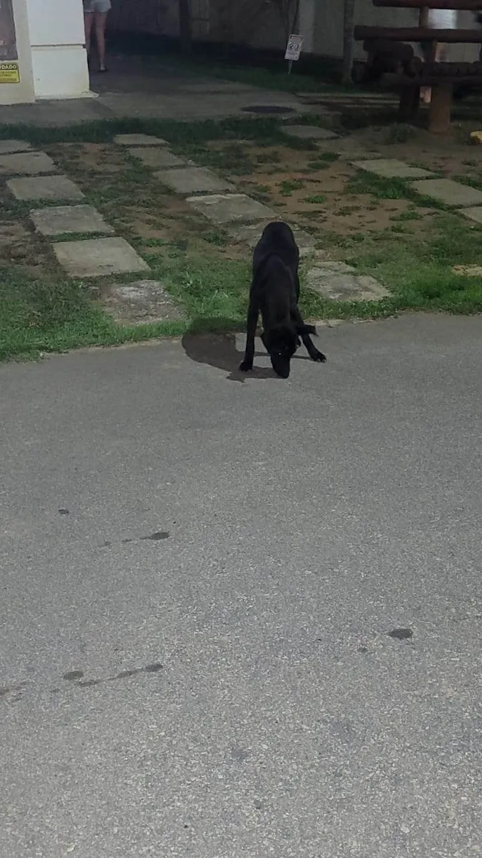 Cachorro ra a SRD-ViraLata idade 6 ou mais anos nome Não sei