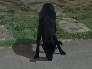 Cachorro raça SRD-ViraLata idade 6 ou mais anos nome Não sei