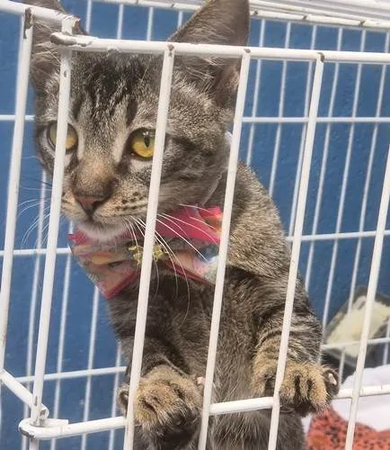 Gato ra a SRD-ViraLata idade 2 a 6 meses nome GABY TIGRESA