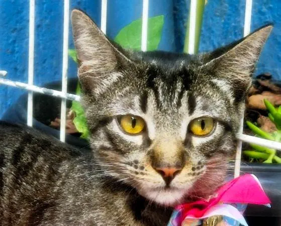 Gato ra a SRD-ViraLata idade 2 a 6 meses nome GABY TIGRESA
