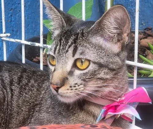 Gato ra a SRD-ViraLata idade 2 a 6 meses nome GABY TIGRESA