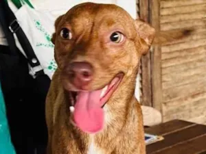 Cachorro raça SRD-ViraLata idade 1 ano nome Cindy 
