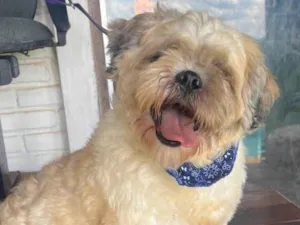 Cachorro raça Shitzu idade 3 anos nome Theo 