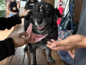 Cachorro raça SRD-ViraLata idade 6 ou mais anos nome Meg 