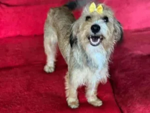 Cachorro raça SRD-ViraLata idade 2 anos nome Polentinha 