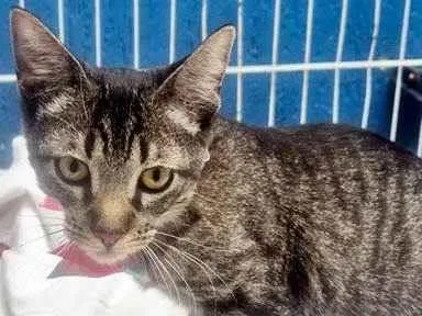 Gato ra a SRD-ViraLata idade 2 a 6 meses nome GABY TIGRESA