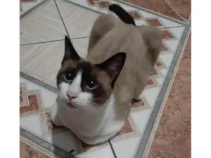 Gato raça SRD-ViraLata idade 7 a 11 meses nome Pérola