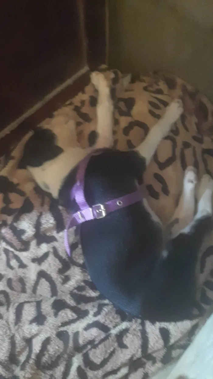 Cachorro ra a SRD-ViraLata idade Abaixo de 2 meses nome Nurya