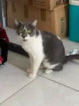 Jojo