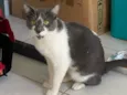 Jojo