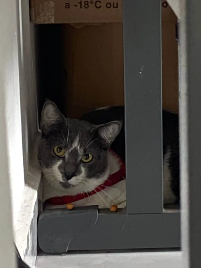 Gato ra a SRD-ViraLata idade 2 anos nome Jojo 