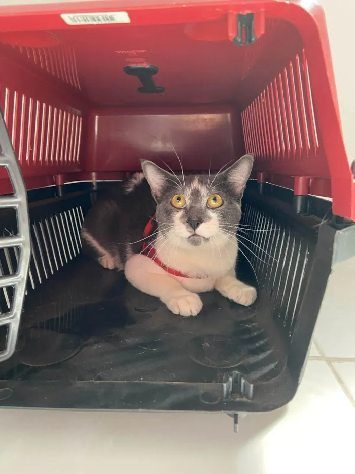 Gato ra a SRD-ViraLata idade 2 anos nome Jojo 