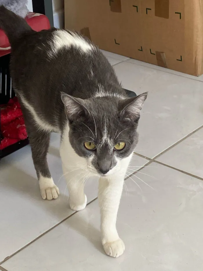 Gato ra a SRD-ViraLata idade 2 anos nome Jojo 