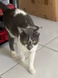 Jojo