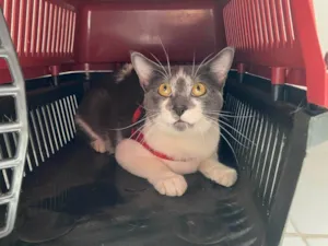 Gato raça SRD-ViraLata idade 2 anos nome Jojo 