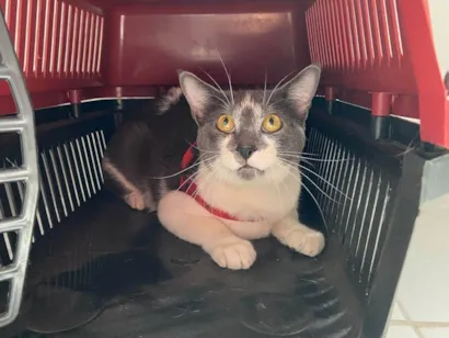 Gato raça SRD-ViraLata idade 2 anos nome Jojo 