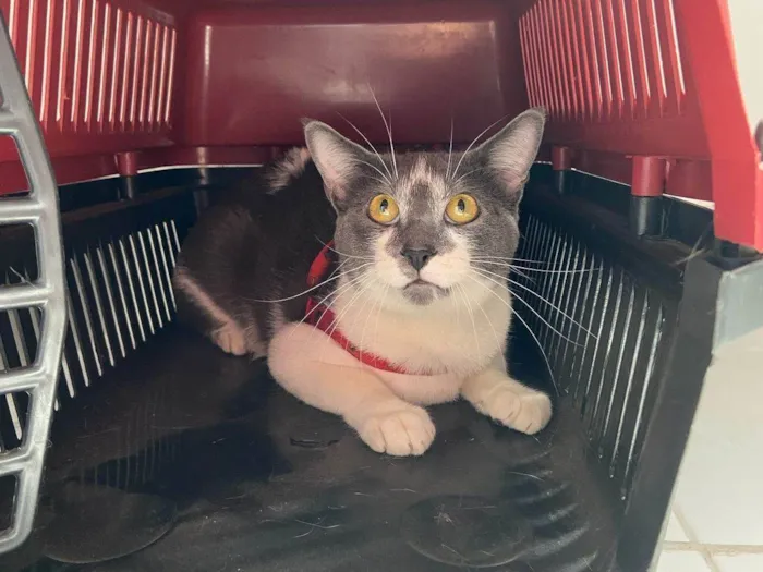 Gato ra a SRD-ViraLata idade 2 anos nome Jojo 