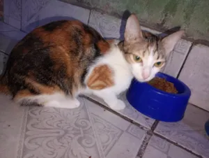 Gato raça SRD-ViraLata idade 7 a 11 meses nome Não tem nome 