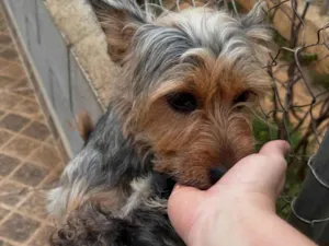 Cachorro raça Yorkshire idade 2 anos nome Símba