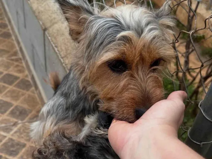 Cachorro ra a Yorkshire idade 2 anos nome Símba