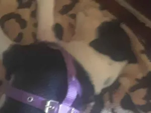 Cachorro raça SRD-ViraLata idade Abaixo de 2 meses nome Nurya