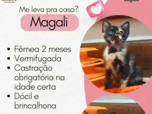 Gato raça SRD-ViraLata idade 2 a 6 meses nome Magali