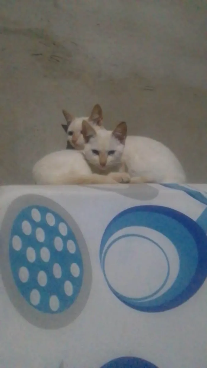 Gato ra a SRD-ViraLata idade 2 a 6 meses nome Gatinha 