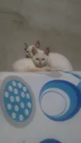 Gatinha