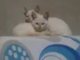 Gatinha 