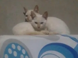 Gato raça SRD-ViraLata idade 2 a 6 meses nome Gatinha 