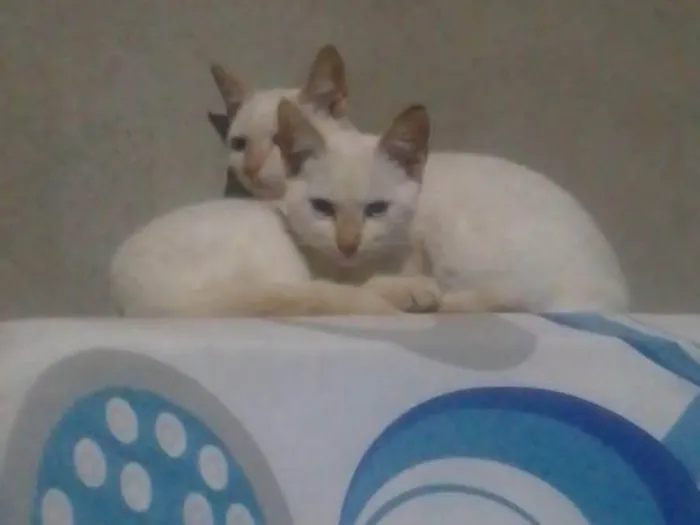 Gato ra a SRD-ViraLata idade 2 a 6 meses nome Gatinha 