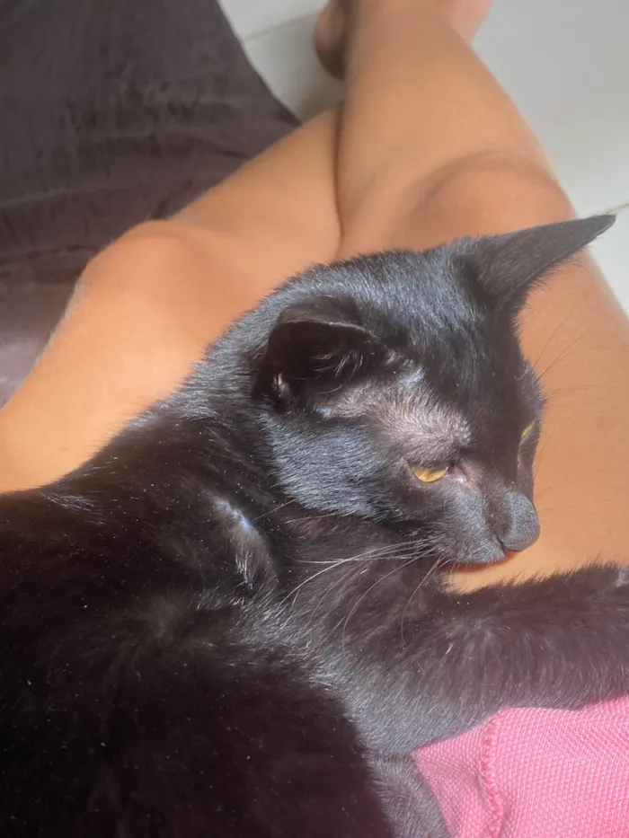 Gato ra a SRD-ViraLata idade 2 a 6 meses nome luci