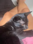 luci
