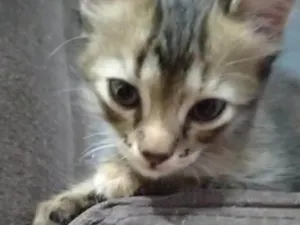 Gato raça SRD-ViraLata idade 2 a 6 meses nome Tigresa 