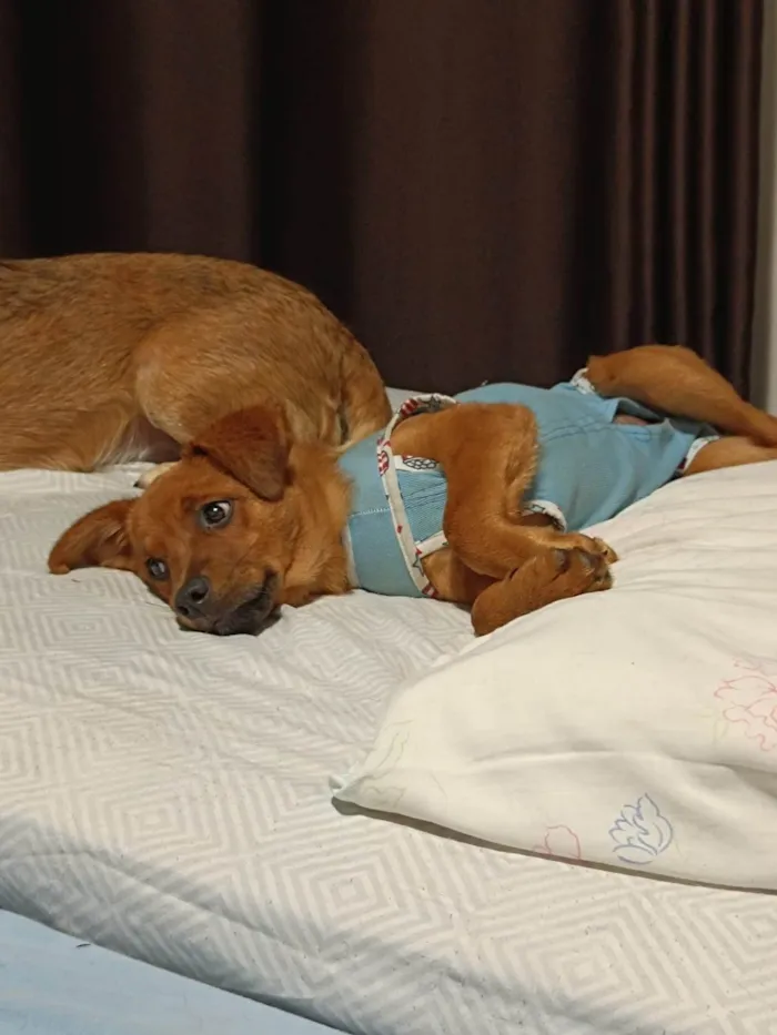 Cachorro ra a SRD-ViraLata idade 2 a 6 meses nome Mogli