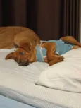 Mogli