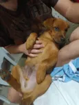 Mogli