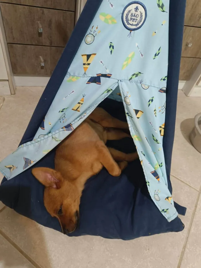 Cachorro ra a SRD-ViraLata idade 2 a 6 meses nome Mogli