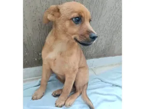 Cachorro raça SRD-ViraLata idade 2 a 6 meses nome Mogli